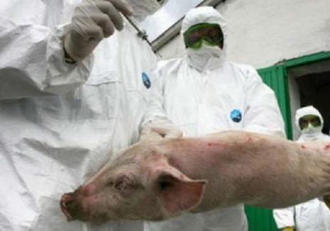 Comisia Europeană a avertizat România de pesta porcină din februarie 2017. ANSVSA a redus, însă, măsurile