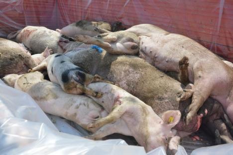 Focarele active de pestă porcină africană s-au împuţinat în Bihor: mai sunt doar 7 la porcii domestici şi 4 la mistreţi