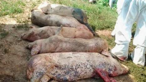Pesta porcină se extinde în Bihor: DSVSA a înregistrat 11 focare în 8 localităţi şi a numărat 202 animale moarte şi sacrificate