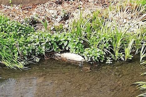 Verificări pe Peța, în Oradea: Pește mort în zona unde, cu o zi în urmă, a fost găsit hoitul unui castor