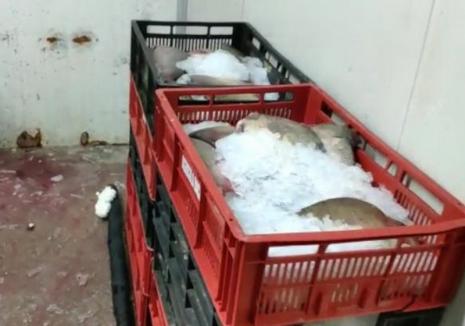 Ministrul internelor despre cele 30 de tone de peşte confiscat: Era contaminat cu mercur şi braconat din ape poluate