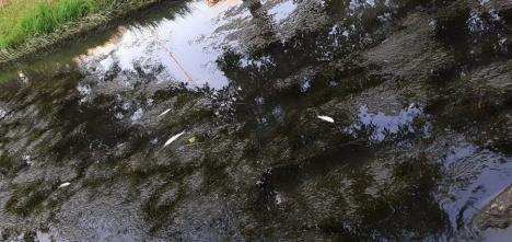 A refulat canalizarea! Pești morți pe Peța, din cauza unei avarii la rețelele Companiei de Apă Oradea (FOTO)