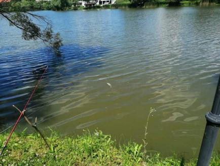 Peşti morţi pe un lac de pescuit de lângă Oradea. Angajaţii pretind că situaţia e normală (FOTO)