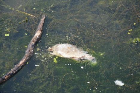 Masacru în apă: Autoritățile încearcă să afle de ce mor pe capete peștii din Crișul Repede (FOTO)