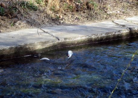 „Peţa otrăvită”: Un specialist acuză că apa pârâului termal din Oradea are cianuri, dar şi alţi poluanţi chimici