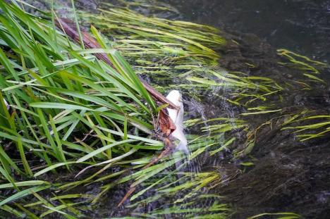 Pești morți găsiți pe o porțiune de zeci de metri a pârâului Peța din Oradea (FOTO)