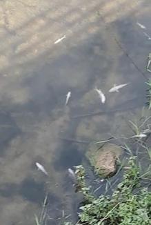 Sute de peşti morți în Valea Nimăieşti, în centrul Beiuşului. Ce spun autoritățile de mediu (FOTO/VIDEO)