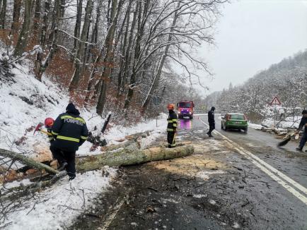 Drumul național din zona Peștiș, blocat din nou: Un copac a căzut pe șosea (VIDEO)