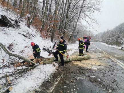 Drumul național din zona Peștiș, blocat din nou: Un copac a căzut pe șosea (VIDEO)