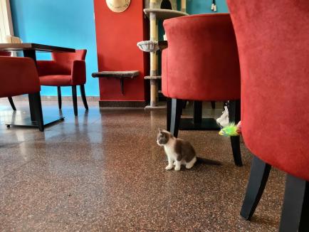 Pet Cafe, nu pet friendly! În noua cafenea prietenoasă cu animalele din Oradea nu au voie tocmai... animalele (FOTO)