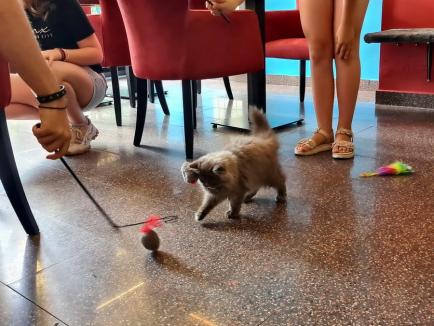 Pet Cafe, nu pet friendly! În noua cafenea prietenoasă cu animalele din Oradea nu au voie tocmai... animalele (FOTO)