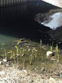 Peşti morţi în pârâul Peţa. ABA Crişuri nu a găsit nicio urmă de poluare (FOTO)