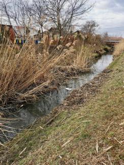 Certați cu bunul-simț: „Baraj” de gunoaie pe un pârâu din Oradea (FOTO)