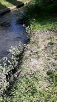 Ruşinos: Deversare de ape fecaloid-menajere, în pârâul Peţa (FOTO)