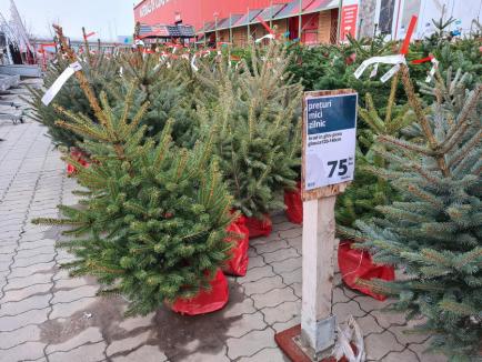 O, brad frumos! La ce preţuri se vând brazii în această iarnă, în Oradea (FOTO)
