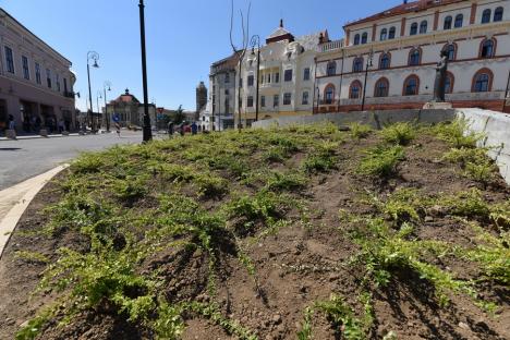 Piaţa Ferdinand din Oradea înverzeşte. A început plantarea florilor şi arbuştilor (FOTO)