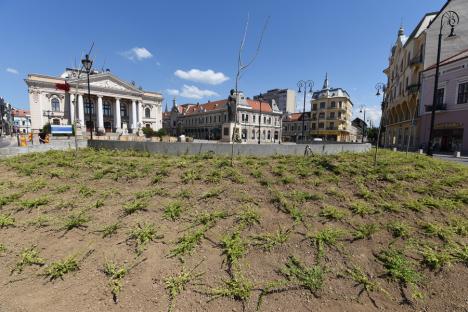 Piaţa Ferdinand din Oradea înverzeşte. A început plantarea florilor şi arbuştilor (FOTO)