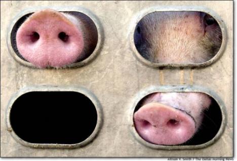 Direcţia Sanitar-Veterinară combate 'mafia importurilor ilegale de porci'