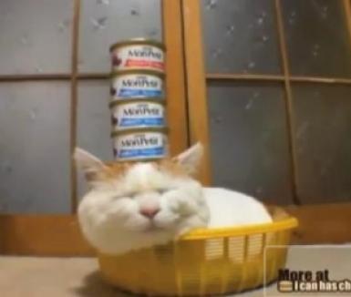 Cea mai puturoasă pisică: are cinci conserve de carne pe cap şi tot nu se mişcă