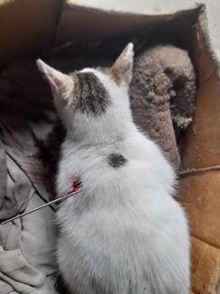 Pisică luată la țintă, într-un sat din Bihor. Stăpânii au găsit-o cu o săgeată în ea (FOTO)