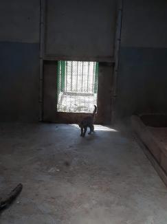 Un pui de pisică sălbatică, noul locatar al Zoo Oradea. În timp ce vizitatorii se tem că e hrană pentru tigri, ADP dă asigurări că e bine îngrijit (FOTO)