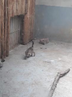 Un pui de pisică sălbatică, noul locatar al Zoo Oradea. În timp ce vizitatorii se tem că e hrană pentru tigri, ADP dă asigurări că e bine îngrijit (FOTO)