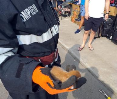 Salvatori pe viaţă: Pompierii militari au adoptat doi pui de pisică pe care i-au scăpat de primejdii (FOTO)