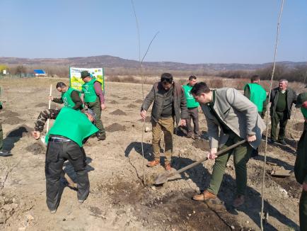 Muncă în zadar: O mică pădure plantată cu tam-tam de Primăria Oradea și Direcția Silvică s-a uscat complet (FOTO)