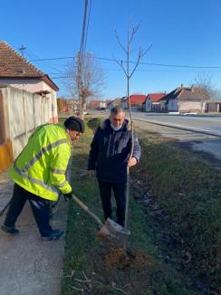 Primii 100 de arbori plantați pe marginea drumurilor naționale din Bihor prin parteneriatul dintre CJ, primării și Direcția de Drumuri Cluj