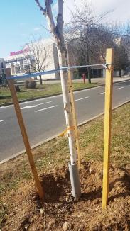 Plantările de primăvară: 300 de puieţi de arbori sădiţi în Oradea (FOTO)
