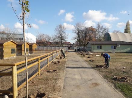 În primăvara şi toamna acestui an, ADP Oradea a plantat peste 2.000 de puieţi (FOTO)