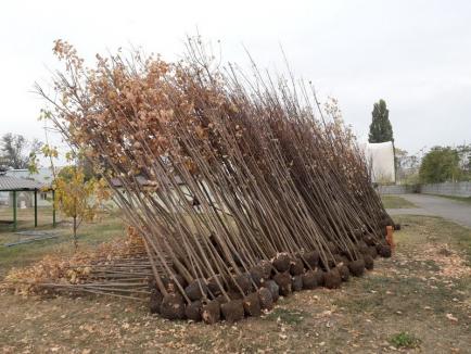 În primăvara şi toamna acestui an, ADP Oradea a plantat peste 2.000 de puieţi (FOTO)