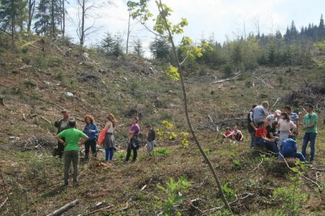 Împreună reîmpădurim Parcul Natural Apuseni! Elevi voluntari au plantat aproape 400 de molizi în Munţii Apuseni (FOTO/VIDEO)