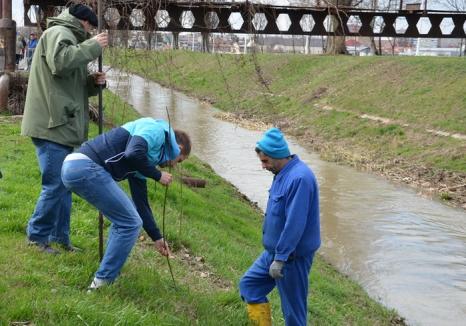 Direcţia Silvică Bihor a început curăţenia de primăvară şi plantările: peste 360 hectare de pădure vor fi regenerate în acest an