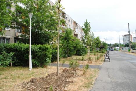 Plantări de primăvară: Aproape 300 de arbori sădiţi în Oradea (FOTO)