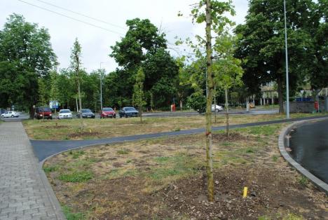 Plantări de primăvară: Aproape 300 de arbori sădiţi în Oradea (FOTO)