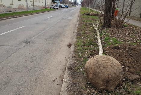 Plantări de primăvară în Oradea: 100 de arbori vor fi sădiţi pe străzile oraşului