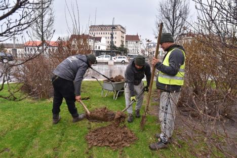 Plantări în buricul târgului: A început plantarea mestecenilor în Piața Unirii din Oradea (FOTO)