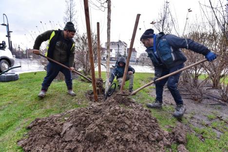 Plantări în buricul târgului: A început plantarea mestecenilor în Piața Unirii din Oradea (FOTO)