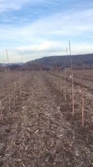 Direcţia Silvică Bihor: Peste 1 milion de puieţi de arbori sădiţi în pădurile din judeţ (FOTO)