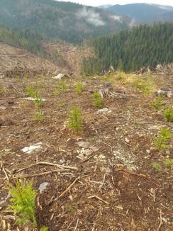 Direcţia Silvică Bihor: Peste 1 milion de puieţi, plantaţi în pădurile din judeţ în această primăvară (FOTO)