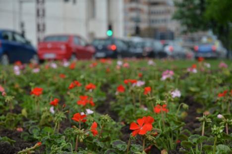 42.000 de flori pentru Oradea (FOTO)
