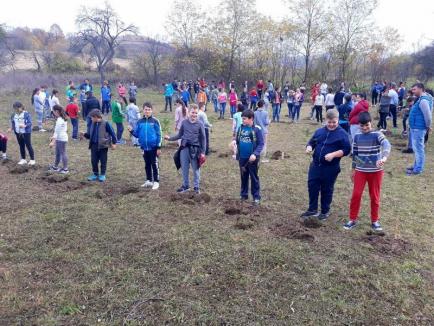 Centenarul... verde: Garda de Mediu Bihor şi elevii din Bratca au plantat 100 de molizi (FOTO)