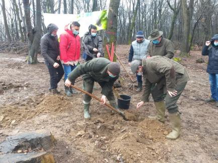 Luna plantării arborilor: 200 de hectare de păduri din Bihor vor fi împădurite în următoarea lună (FOTO)