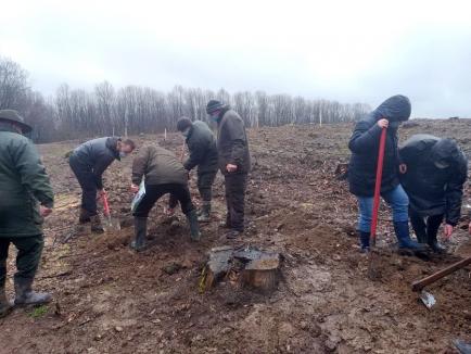 Luna plantării arborilor: 200 de hectare de păduri din Bihor vor fi împădurite în următoarea lună (FOTO)