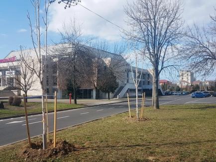 Plantările de primăvară: 300 de puieţi de arbori sădiţi în Oradea (FOTO)