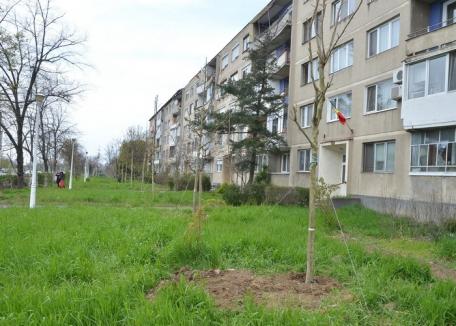 Plantările de primăvară s-au încheiat: 188 de arbori au fost sădiţi în oraş