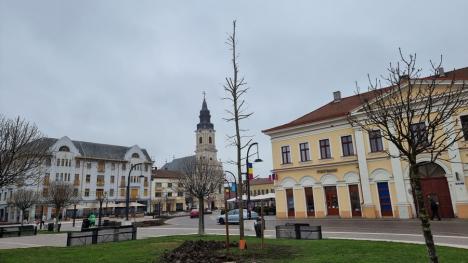 Stejari roșii, plantați în Piața Unirii. În centrul Oradiei vor crește de-acum 16 arbori de mari dimensiuni (FOTO)