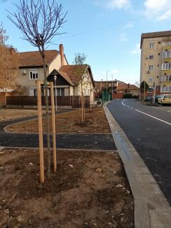Plantări de toamnă în Oradea: Aproape 700 de arbori ornamentali sădiți prin oraș (FOTO)