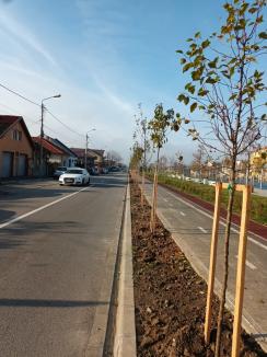 Plantări de toamnă în Oradea: Aproape 700 de arbori ornamentali sădiți prin oraș (FOTO)